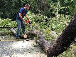 How Our Tree Care Process Works  in  Manson, IA